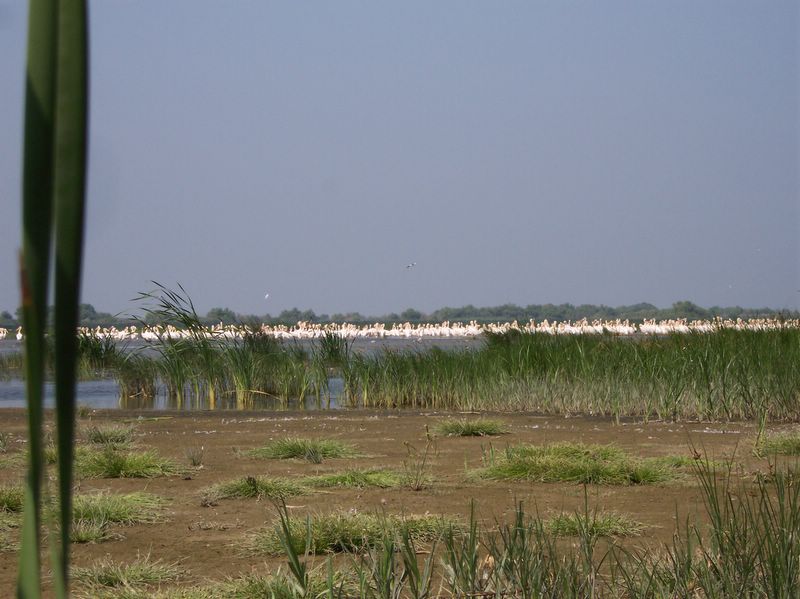 Pelican colony