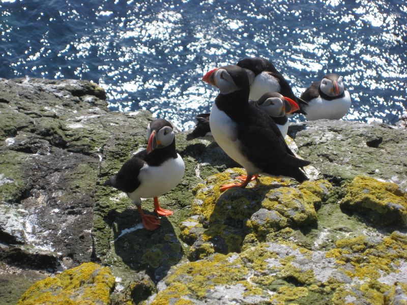 Puffins Puffins