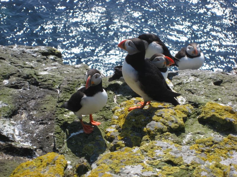 Puffins