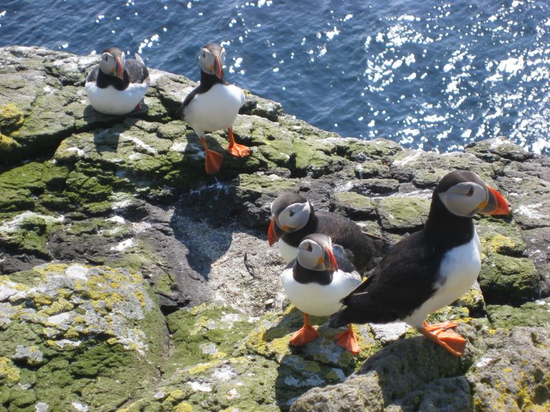 More Puffins