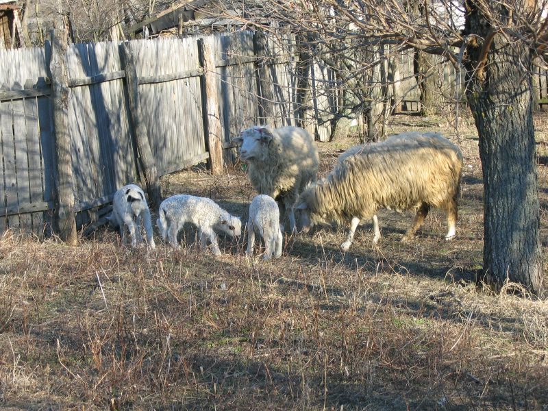 Sheep and lamb