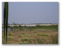 Pelican colony