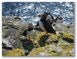 Puffins