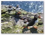 More Puffins