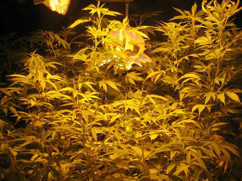 Dutch Plants Dutch Plants
